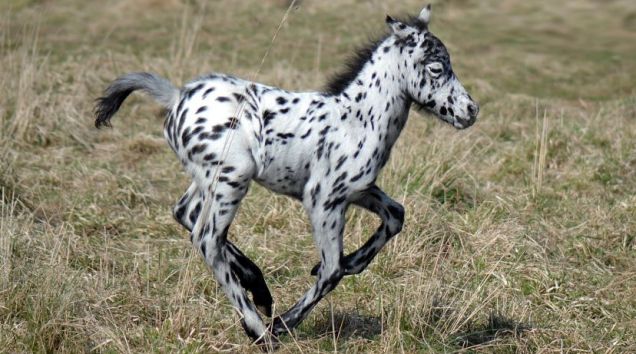 British-Spotted-Pony-Foal.jpg
