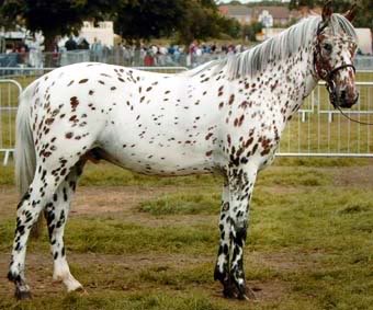 British-Spotted-Pony-Pictures.jpg