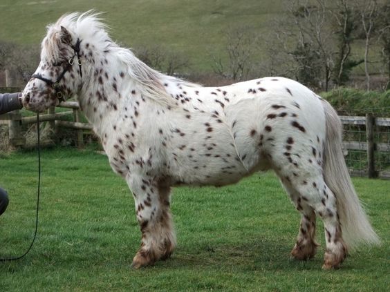 British-Spotted-Pony-Stallion.jpg