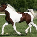 Bashkir Horse Information, Origin, History, Pictures