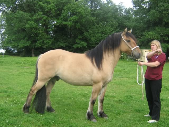 Ansættelse at styre lomme Highland Pony Information, History, Images, Pictures