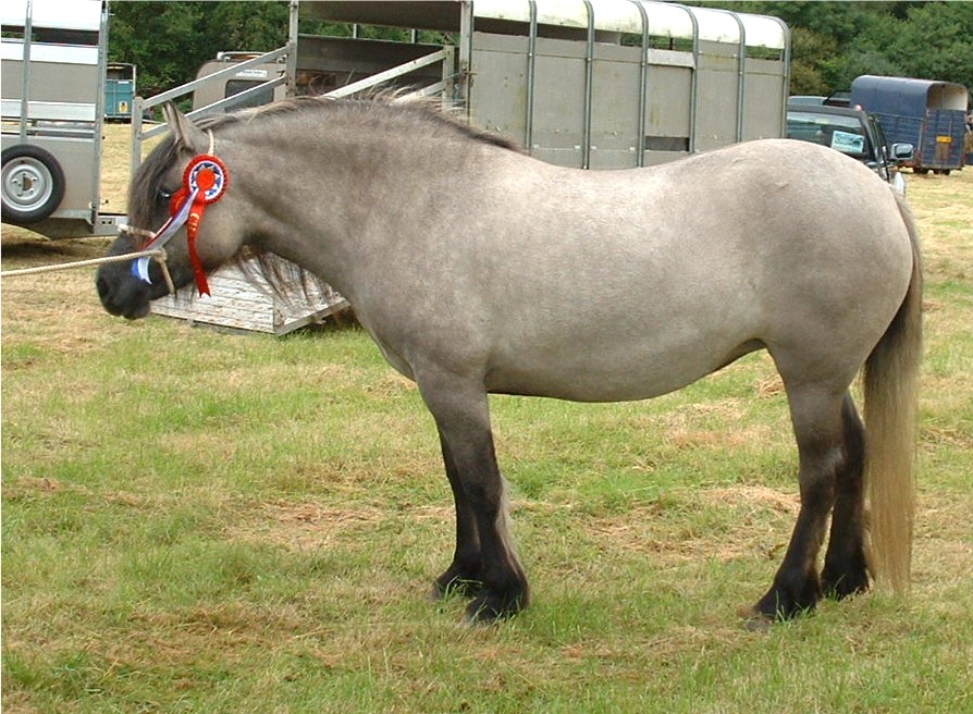 Ansættelse at styre lomme Highland Pony Information, History, Images, Pictures