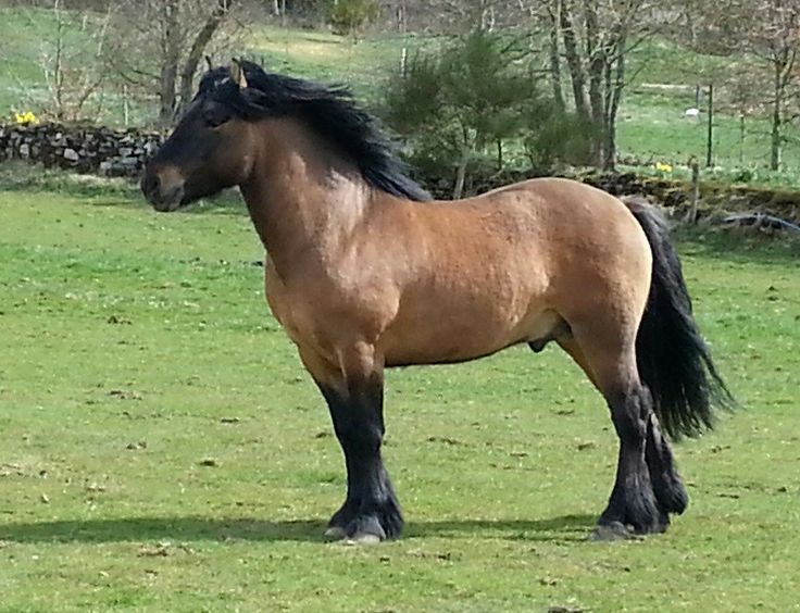 Ansættelse at styre lomme Highland Pony Information, History, Images, Pictures