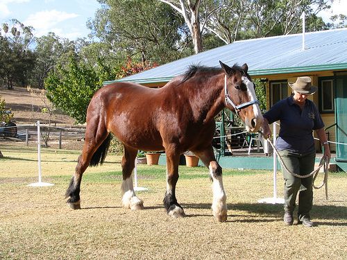 Australian Horse Information, History, Videos, Pictures