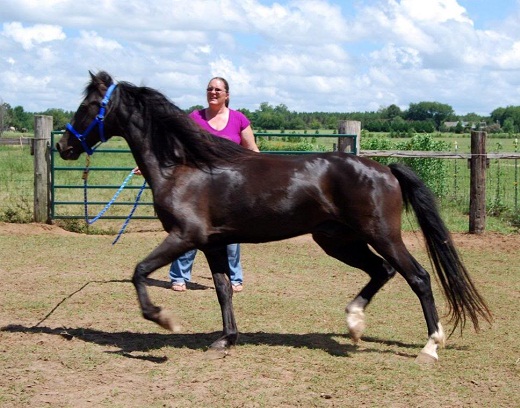 Hackney Pony Info Origin History Temperament Pictures