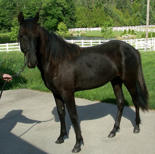 rocky mountain horse stallion