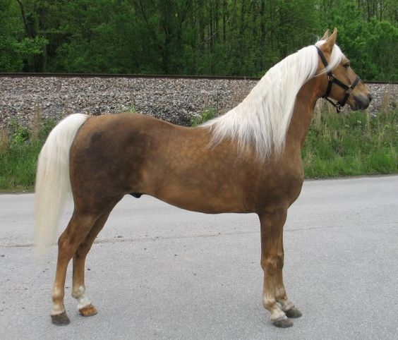 rocky mountain horse silver dapple