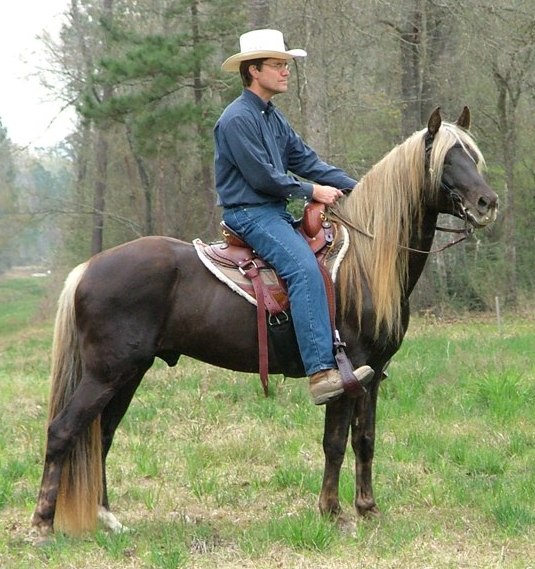 rocky mountain horse silver dapple