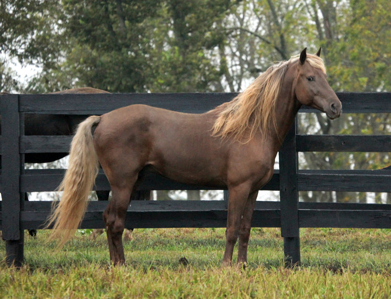 rocky mountain horse stallion