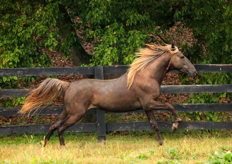 rocky mountain horse stallion