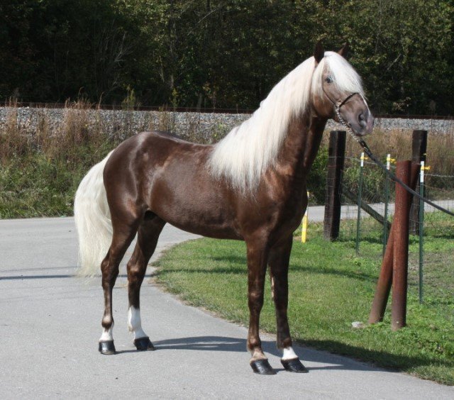 rocky mountain horse silver dapple