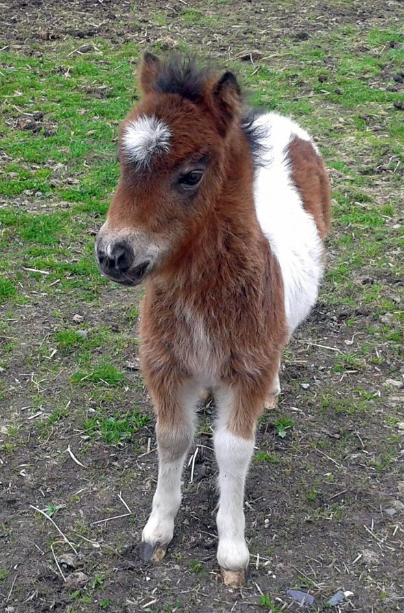 Shetland Pony Breed Information, History, Videos, Baby 