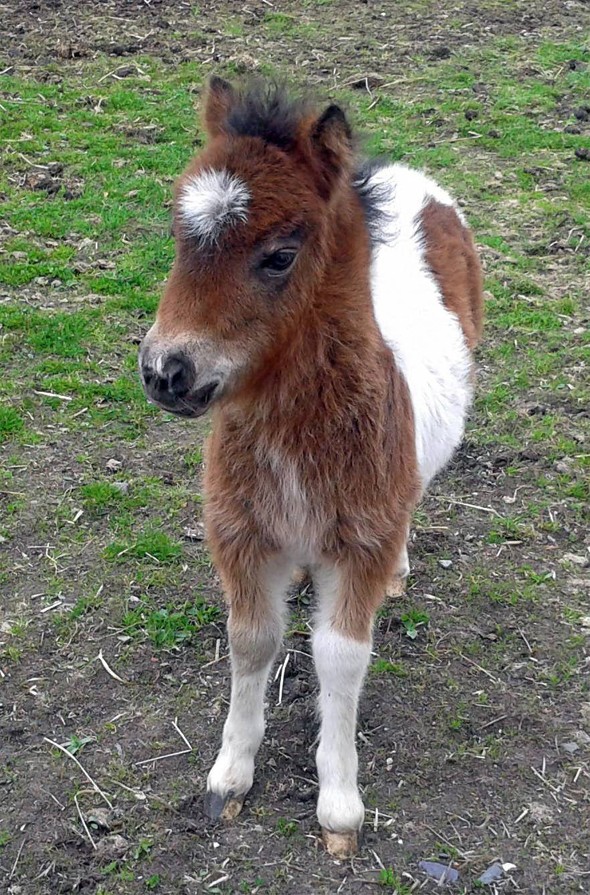 pony for baby