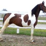 Spotted Saddle Horse Breed Information, History, Videos, Pictures