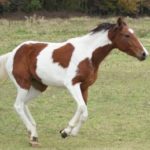 Spotted Saddle Horse Breed Information, History, Videos, Pictures