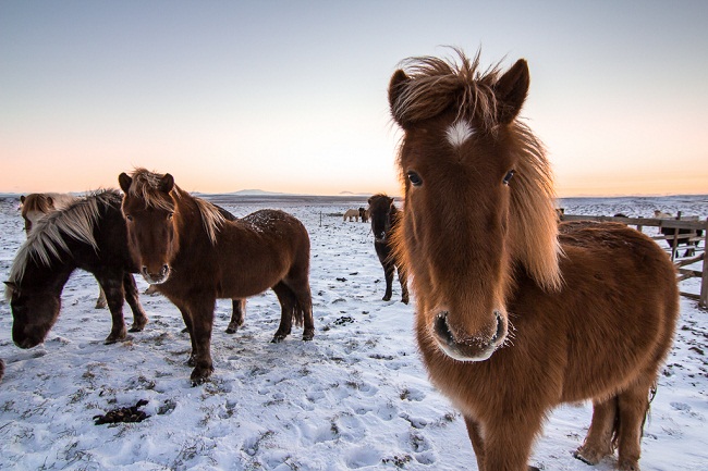 http://www.horsebreedspictures.com/wp-content/uploads/2017/04/Iceland-Horses.jpg