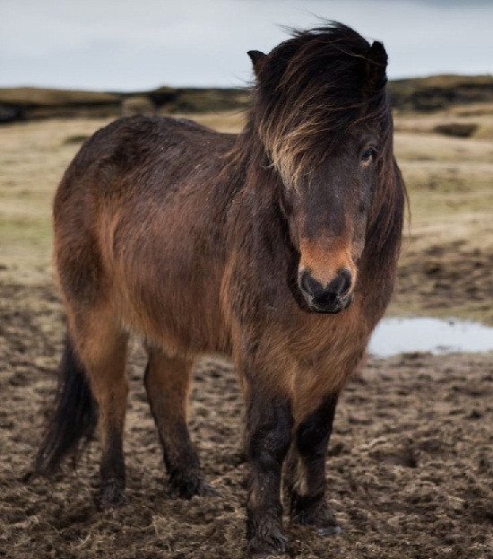 Icelandic Horse Facts, Origin, History, Gaits, Pictures