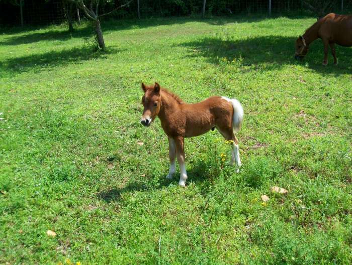 American Miniature Horse Breed Information, History, Videos, Pictures