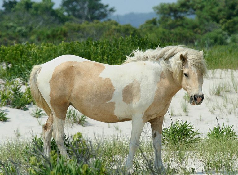 Chincoteague Assateague Pony Breed Information, History, Videos, Pictures