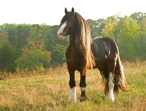 ı ça m'a fait penser à toi ı - Page 36 Shire-Draft-Horse