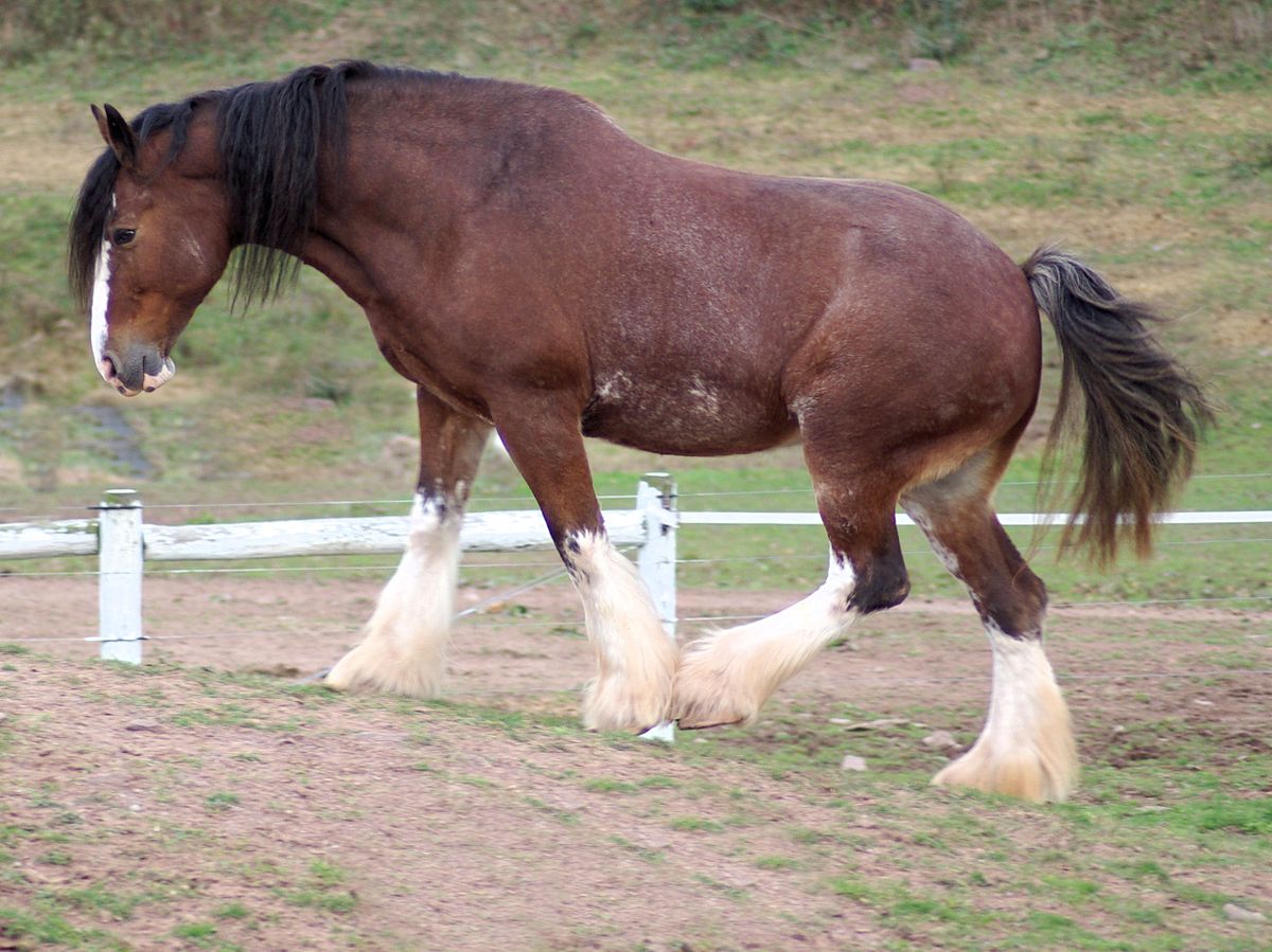 19+ Show me a picture of a clydesdale info