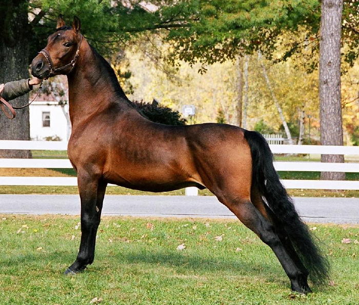Morgan Horse Breed Information, History, Videos, Pictures