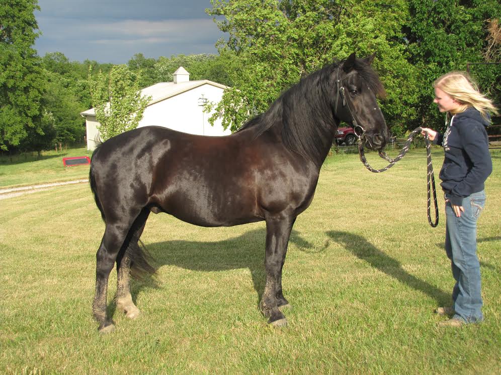 Morgan Horse Breed Information History Videos Pictures,Baked Tuna Steak Recipe Balsamic
