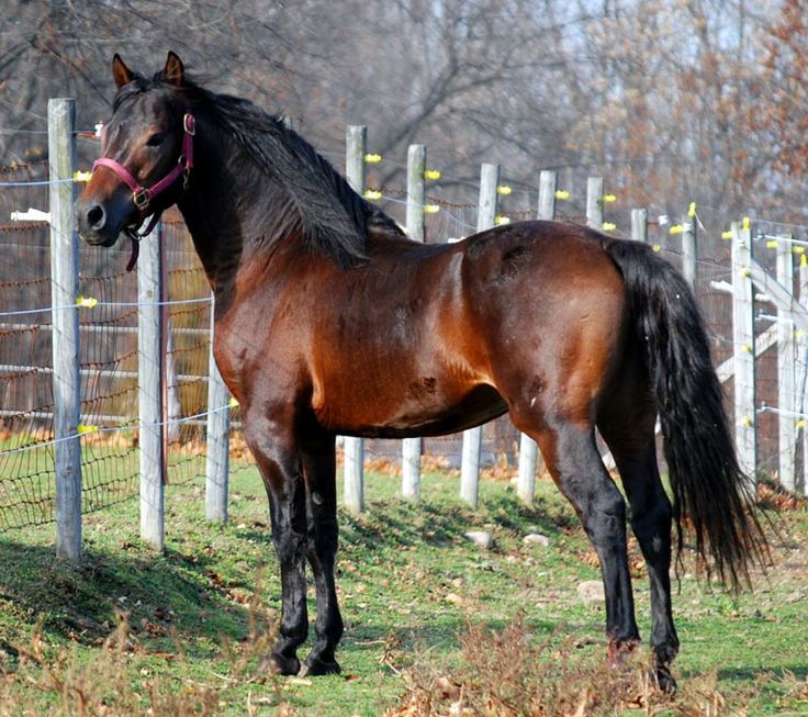 Morgan Horse Breed Information History Videos Pictures