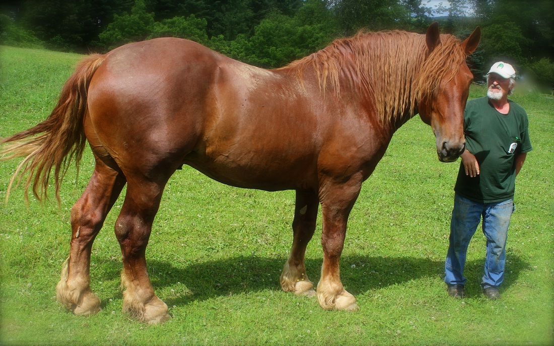 Suffolk Punch Horse Breed Information, History, Videos, Pictures