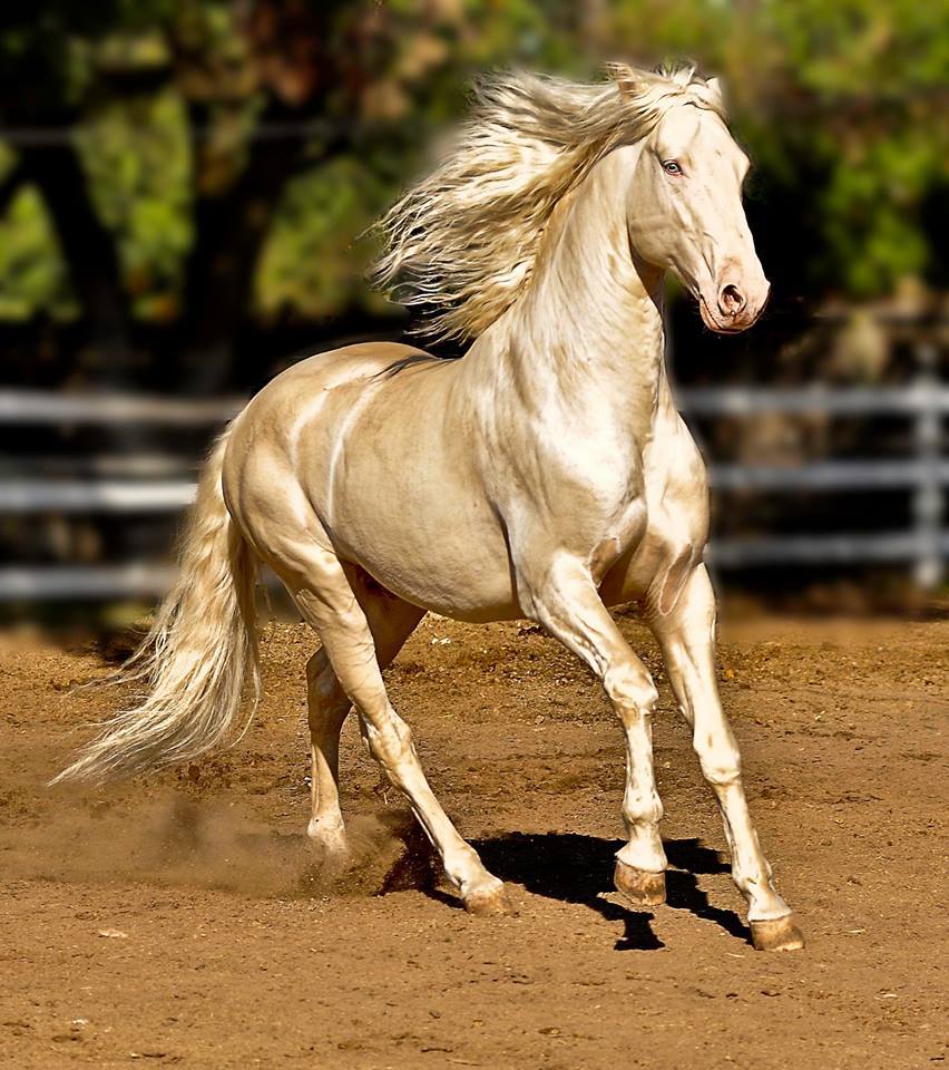 Are Akhal Teke Horses Good for Jumping?