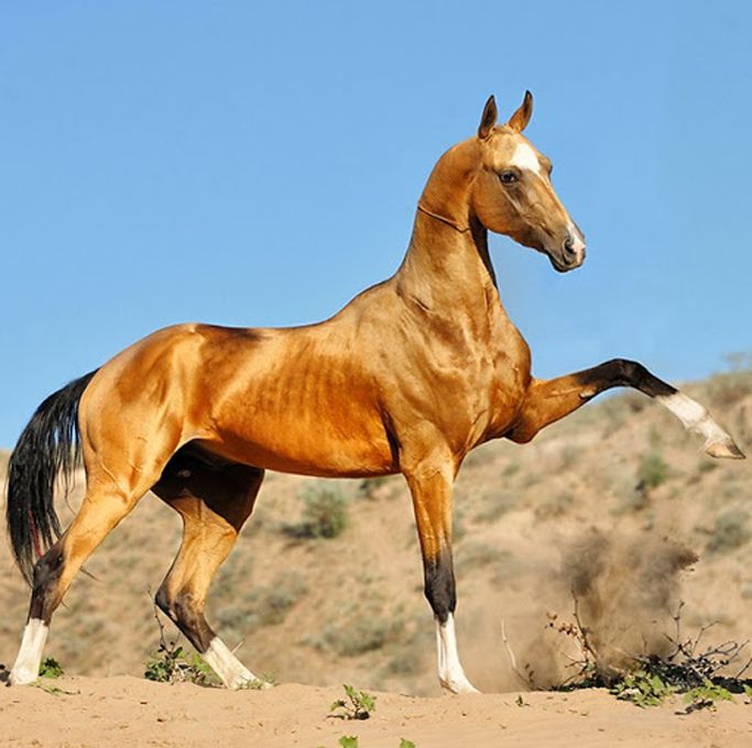 Image result for akhal-teke