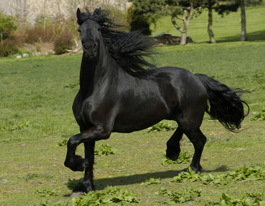 Friesian Horse Breed Information, History, Videos, Pictures
