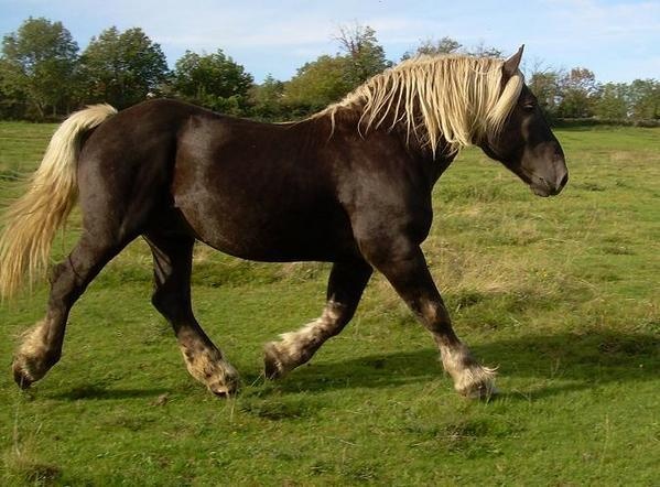 black draft horse breeds