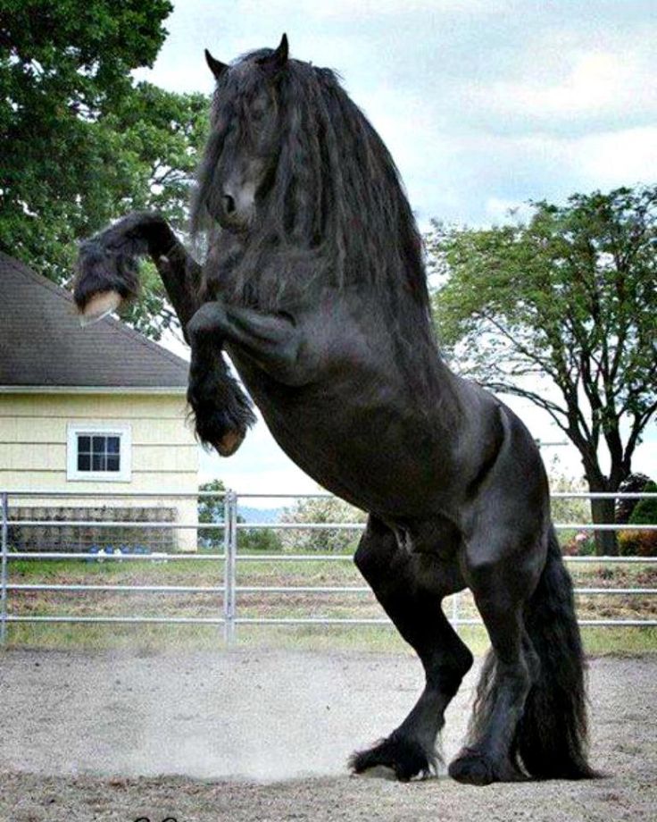 friesian horse rearing