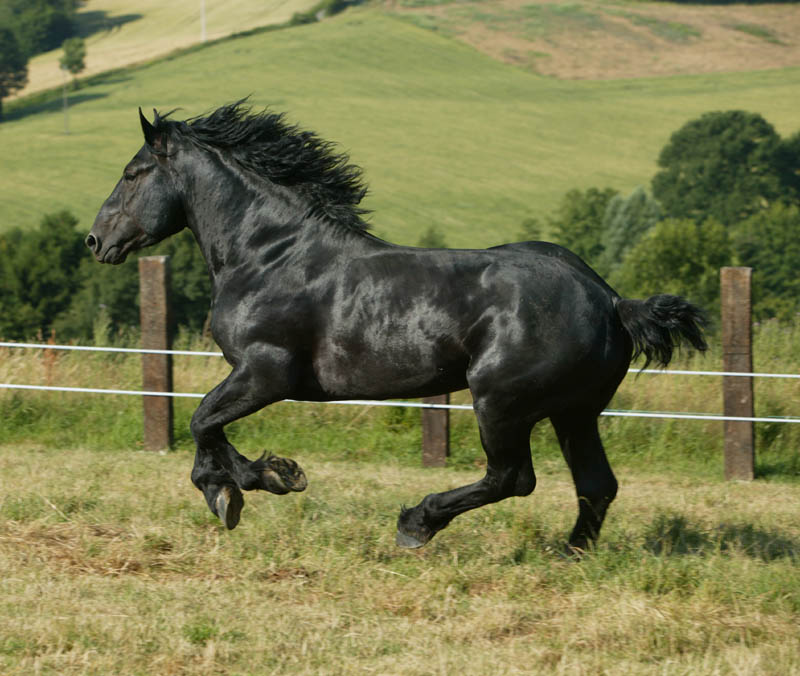 via horsebreedspictures.com/percheron.asp