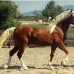 Welsh Cob Horse Breed Information, History, Videos, Pictures