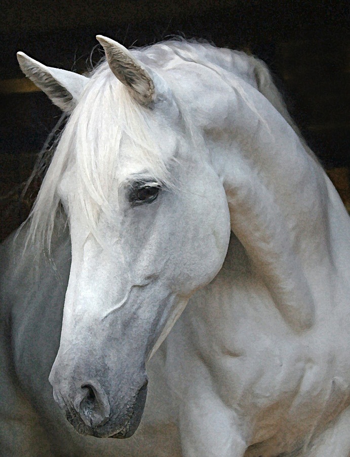 Andalusian Horse Breed Information History Videos Pictures
