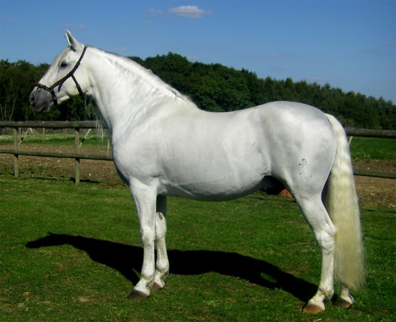 BEAUTIFUL ANDALUSIAN OR LIPIZZAN HORSE LONG SLEEVE T-SHIRT AB356 