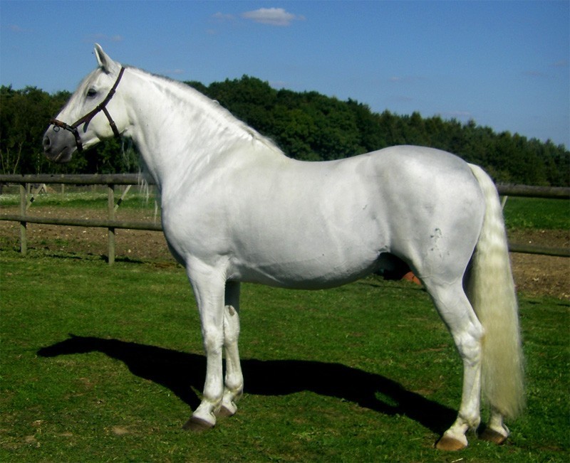 Andalusian Horse Breed Information History Videos Pictures