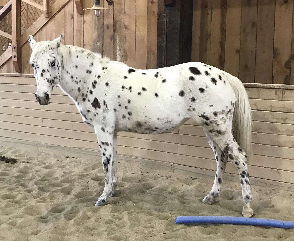 Appaloosa Horse Breed Information History Videos Pictures