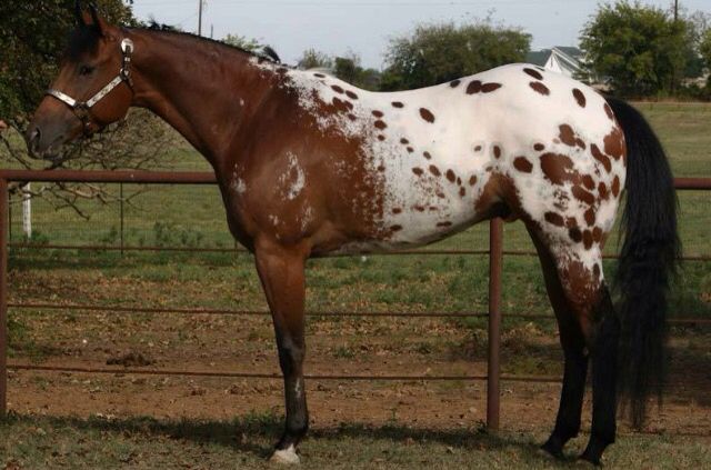 Appaloosa Horse Breed Information History Videos Pictures