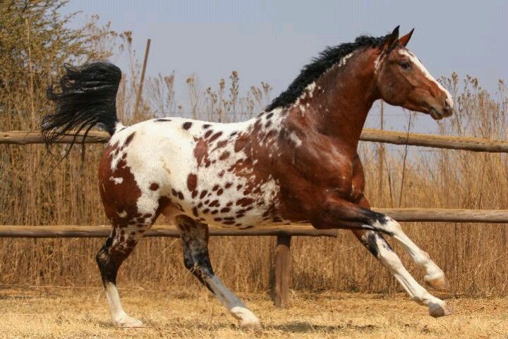 Appaloosa Horses