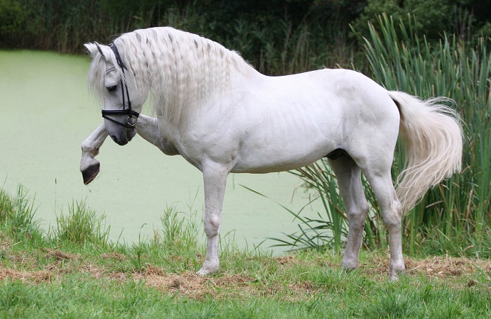 Image result for andalusian white mare