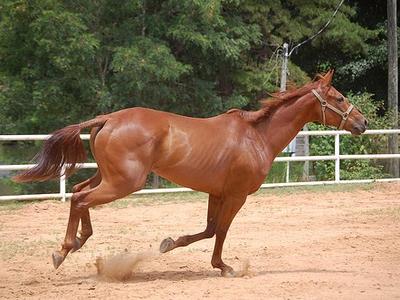 bay american quarter horse