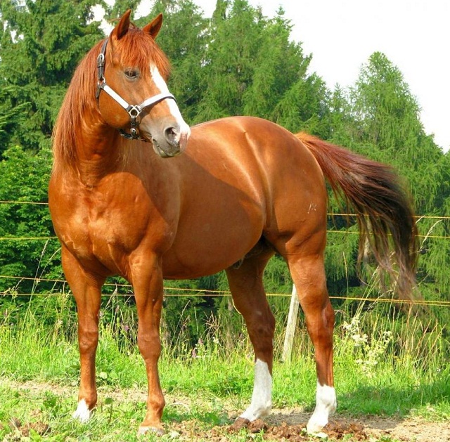 bay american quarter horse