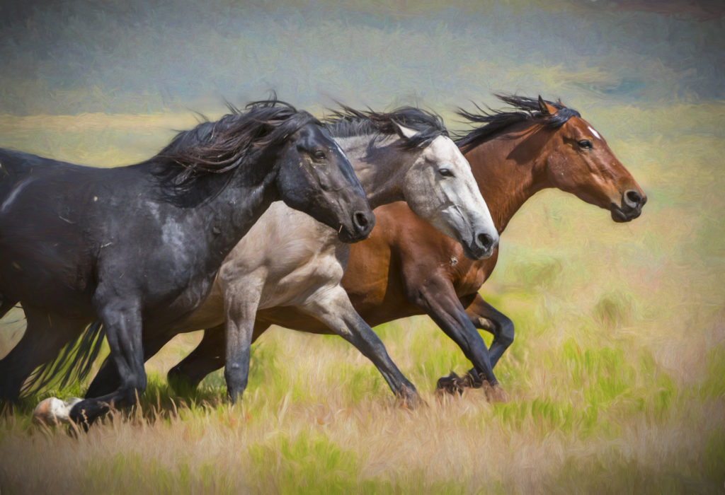 How Fast Can A Horse Run Horsebreedspictures Com
