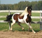 Pinto Horse Facts with Pictures | HorseBreedsPictures.com