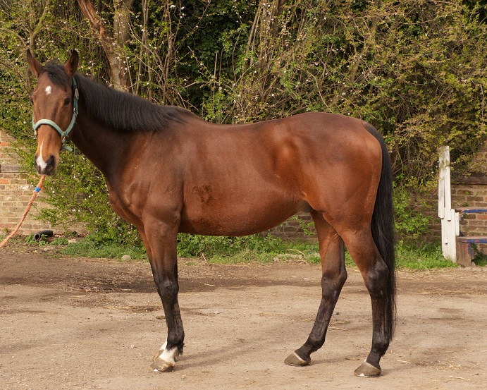 dark bay american quarter horse