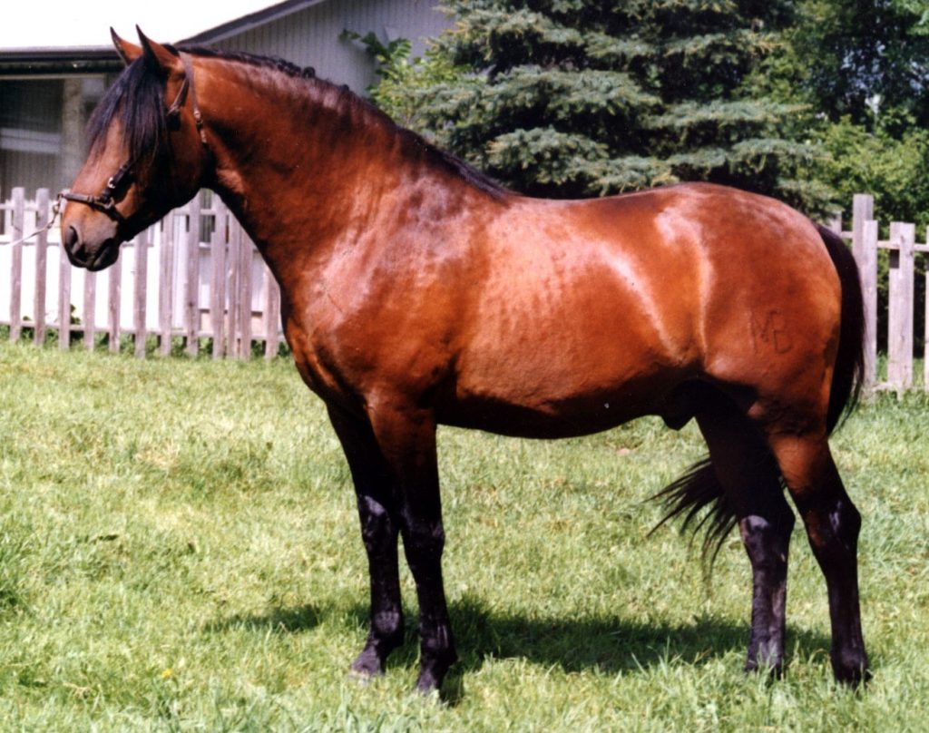 Chestnut Horse Facts with Pictures