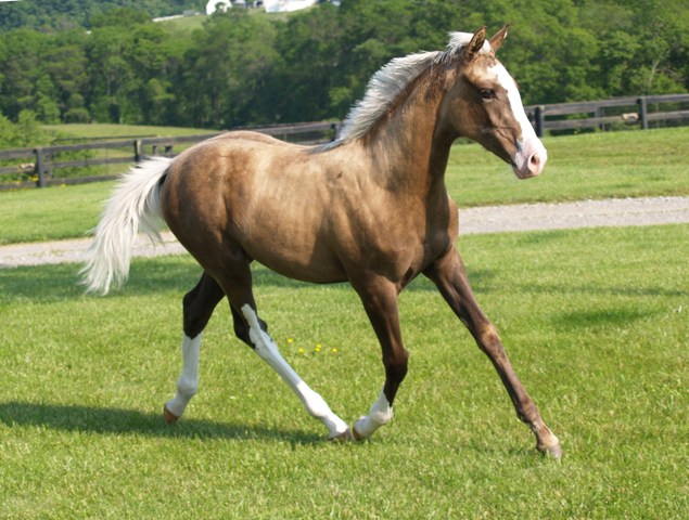 palomino horse with black mane